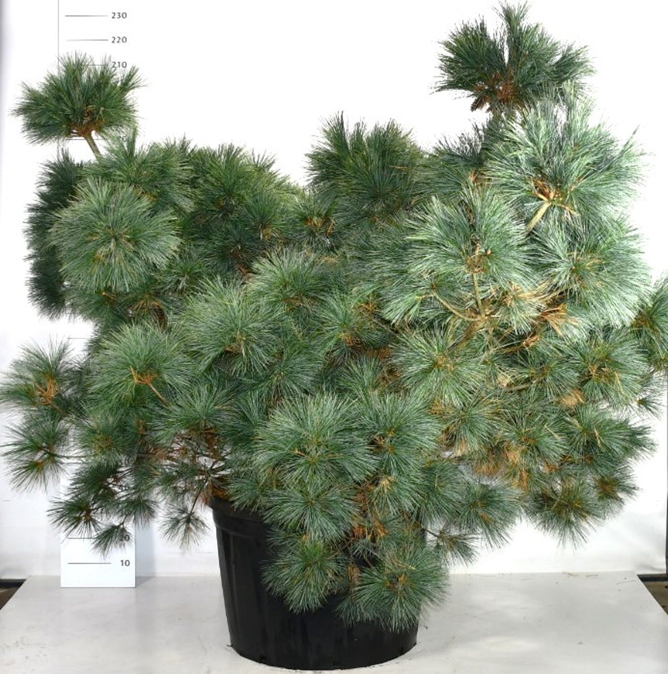 Pinus strobus 'Macopin' - 225-250 CM in Cont.